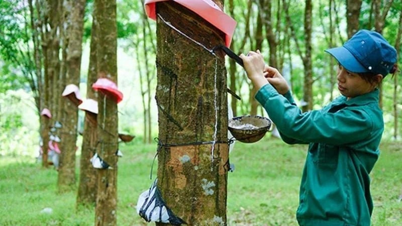 Rubber prices today, June 22, 2026: Mixed movements.