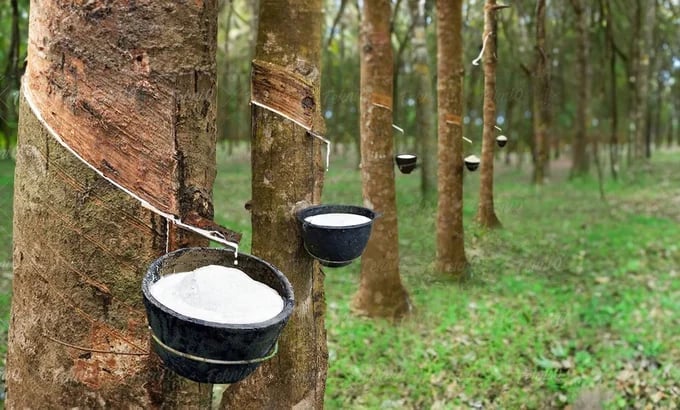 Rubber prices on June 27, 2026: Latest domestic and global updates.