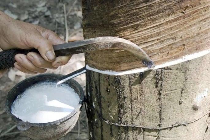 Rubber prices on June 3, 2026: Upward momentum continues