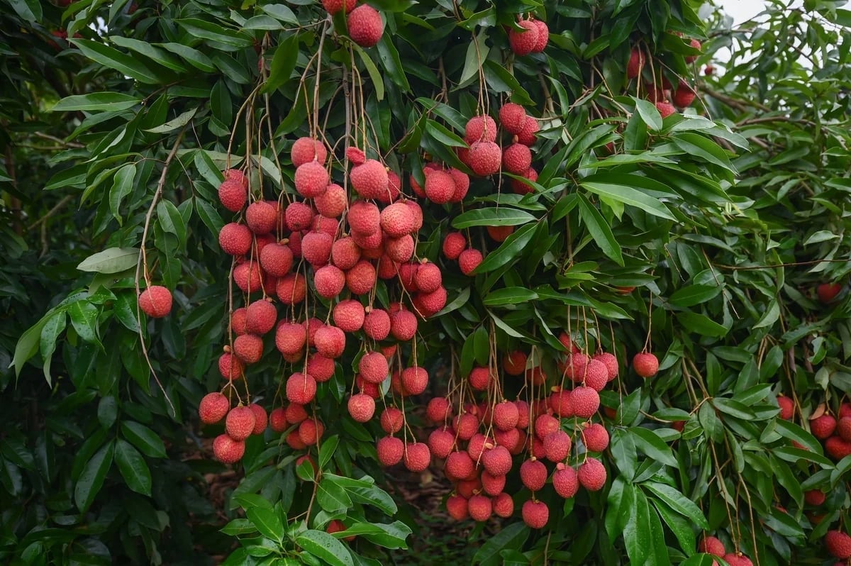Egg lychees from the Doan Dao Egg Lychee Cooperative were heavily laden with fruit during the 2026 season despite crop failures in many other areas. Photo: Tung Dinh.