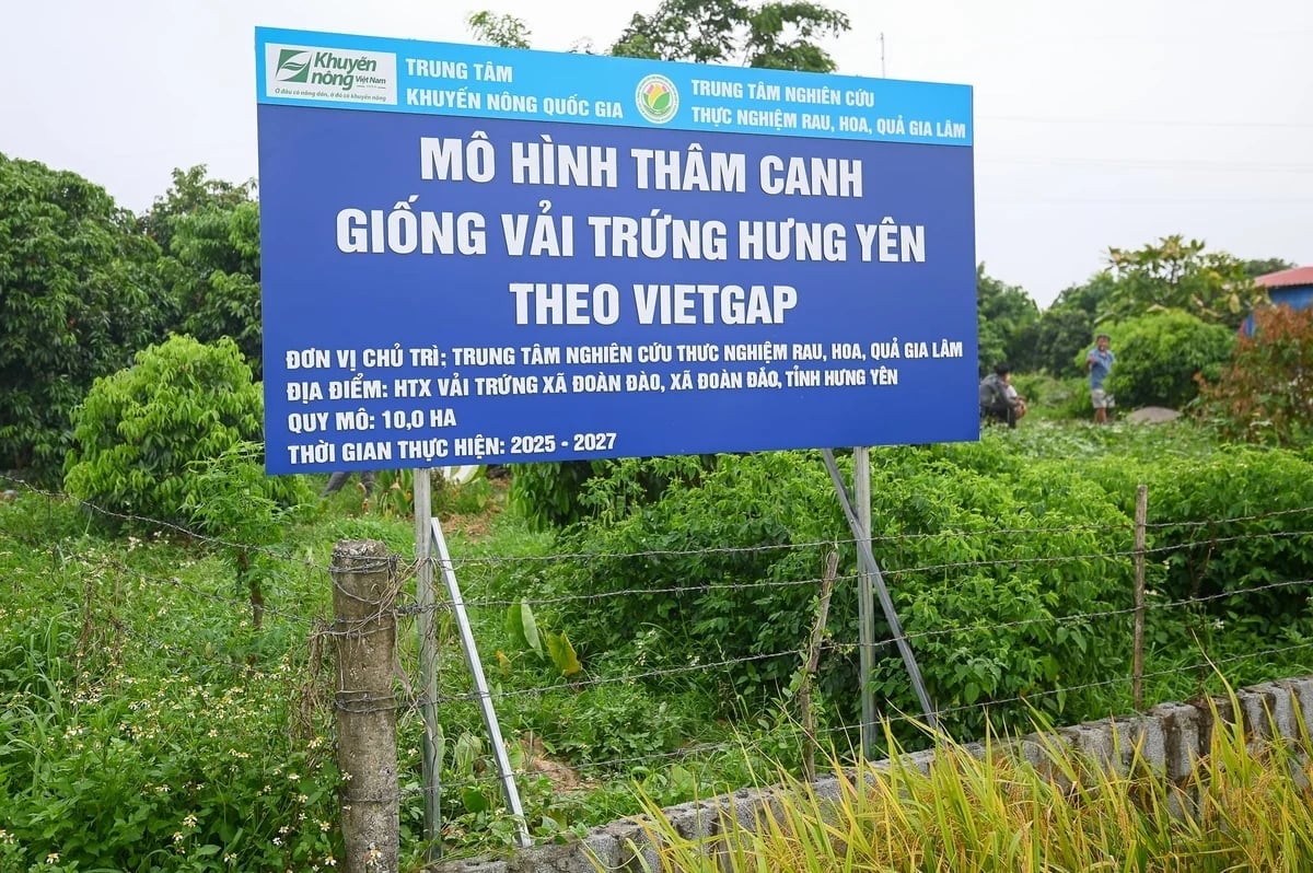 The National Agricultural Extension Center and the Fruit and Vegetable Research Institute implemented the model in Doan Dao Commune, Hung Yen. Photo: Tung Dinh.