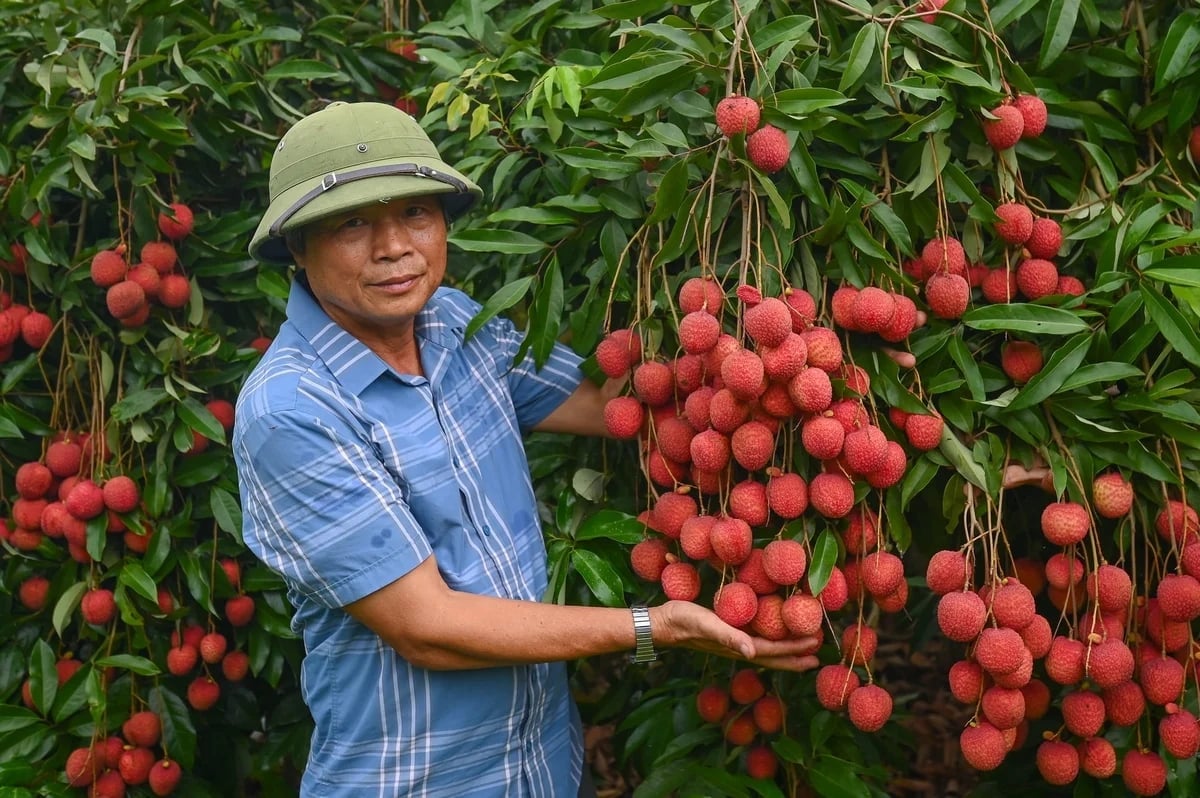 Mr Nguyen The Bien, Director of the Doan Dao Egg Lychee Cooperative, is standing beside heavily fruit-laden lychee trees. Photo: Tung Dinh.