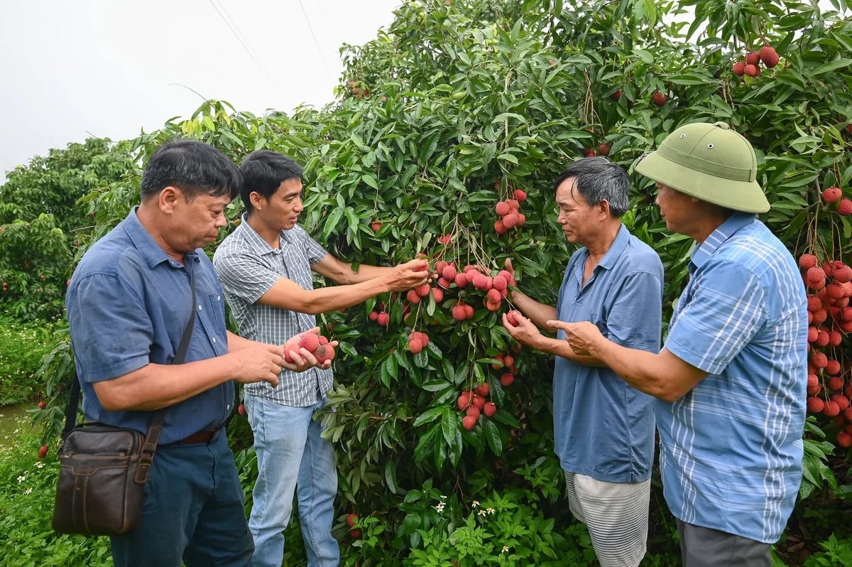 Technical staff from the Fruit and Vegetable Research Institute and members of the Doan Dao Egg Lychee Cooperative are inspecting lychee orchards. Photo: Tung Dinh.