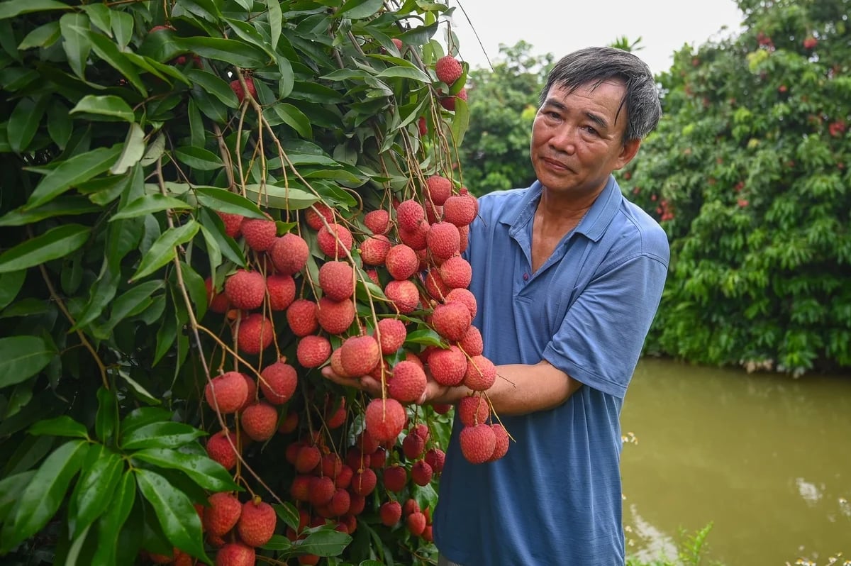 Mr Le Ngoc Trang, member of the Doan Dao Egg Lychee Cooperative, in his family’s lychee orchard. Photo: Tung Dinh.