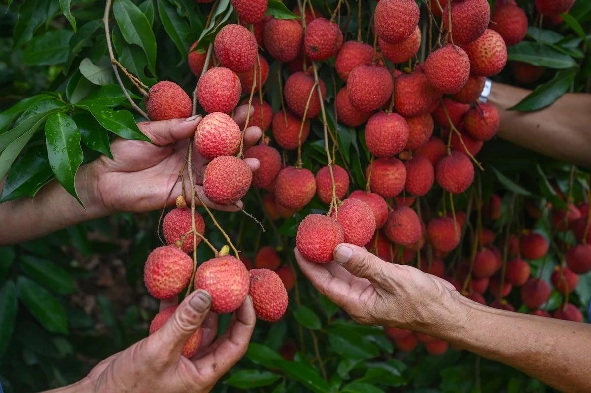 Thanks to attractive appearance, high quality, and strong yields, while many other areas suffered crop failures, Doan Dao egg lychee this year achieved both a good harvest and high prices, helping farmers earn billions of VND. Photo: Tung Dinh.