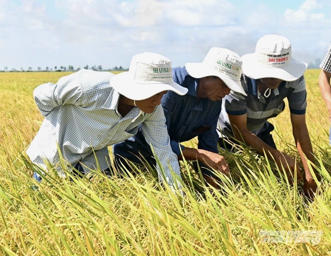 Farmers participating in the TRVC Project inspect their rice fields in Dong Thap Province. Photo: Le Hoang Vu.