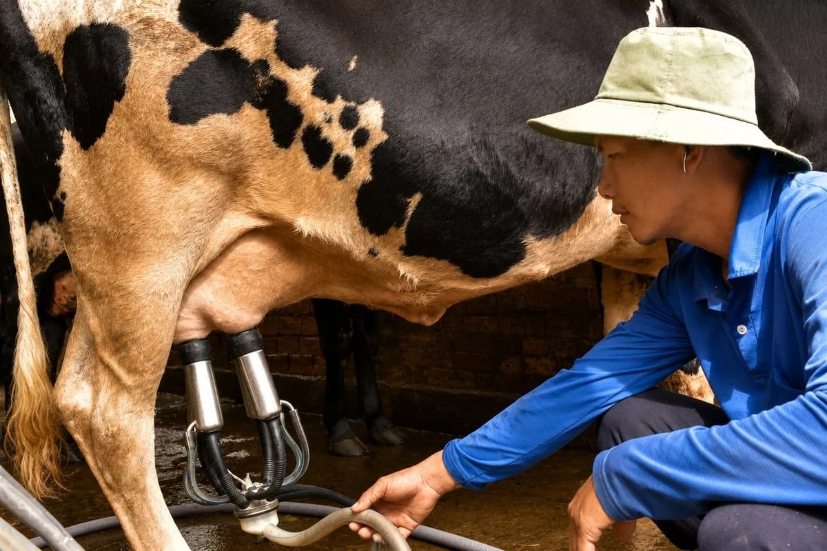 Although milk prices have increased, dairy farming profitability remains limited, with only a small number of households achieving good returns. Photo: Minh Dam.