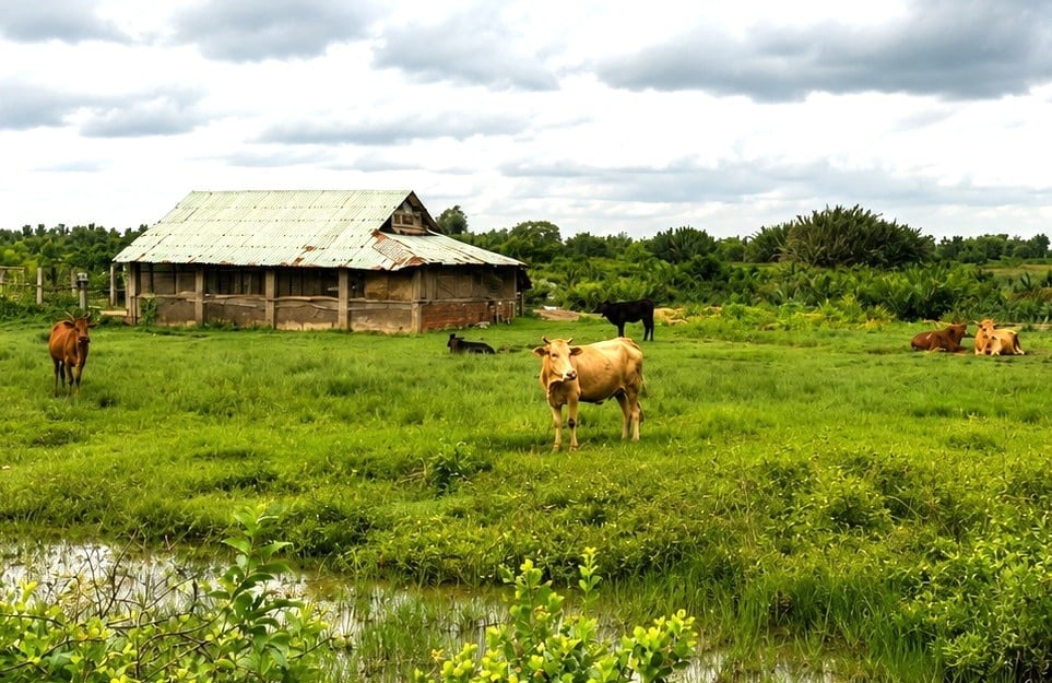 Cattle farmers are forced to maximize the use of locally available green forage to cut costs. Photo: Minh Dam.