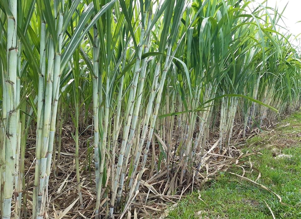 Trade remedy measures have helped restore Vietnam’s sugarcane cultivation area and sugar production output. Photo: Son Trang.