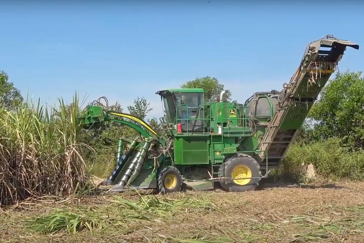 Sugarcane harvesting in Tay Ninh Province. Photo: Son Trang.