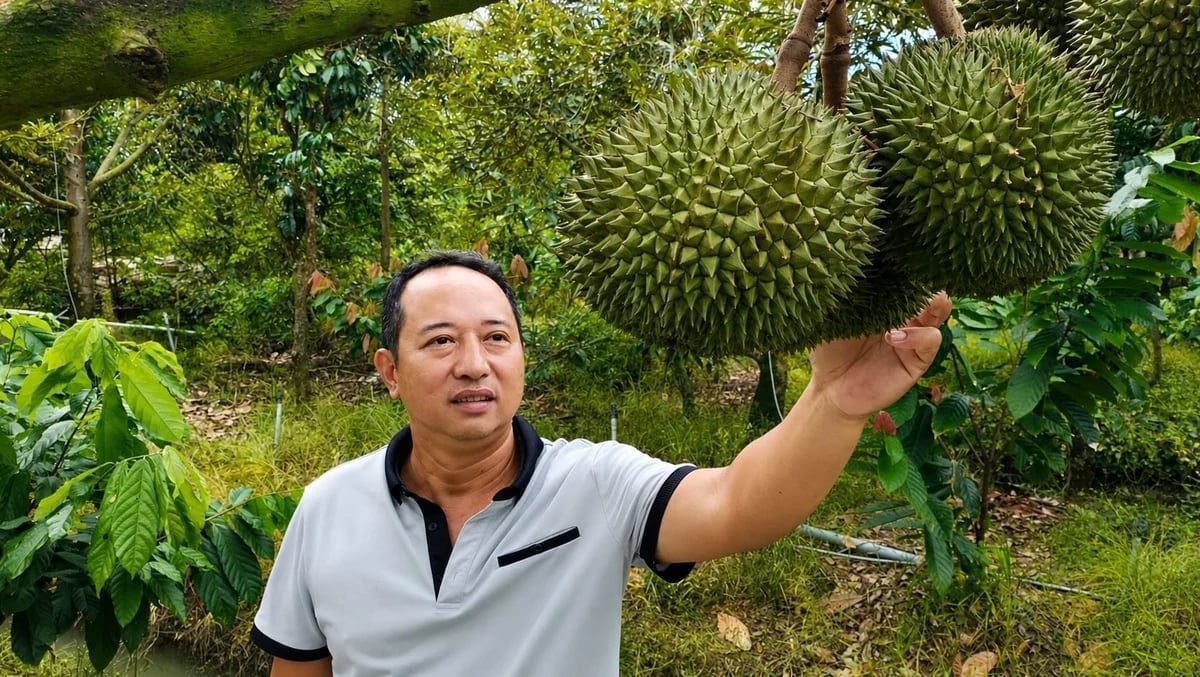 Mr Nguyen Thanh Nghia is inspecting Black Thorn durians in his orchard. Photo: Minh Dam. Mr Nguyen Thanh Nghia is inspecting Black Thorn durians in his orchard. Photo: Minh Dam.