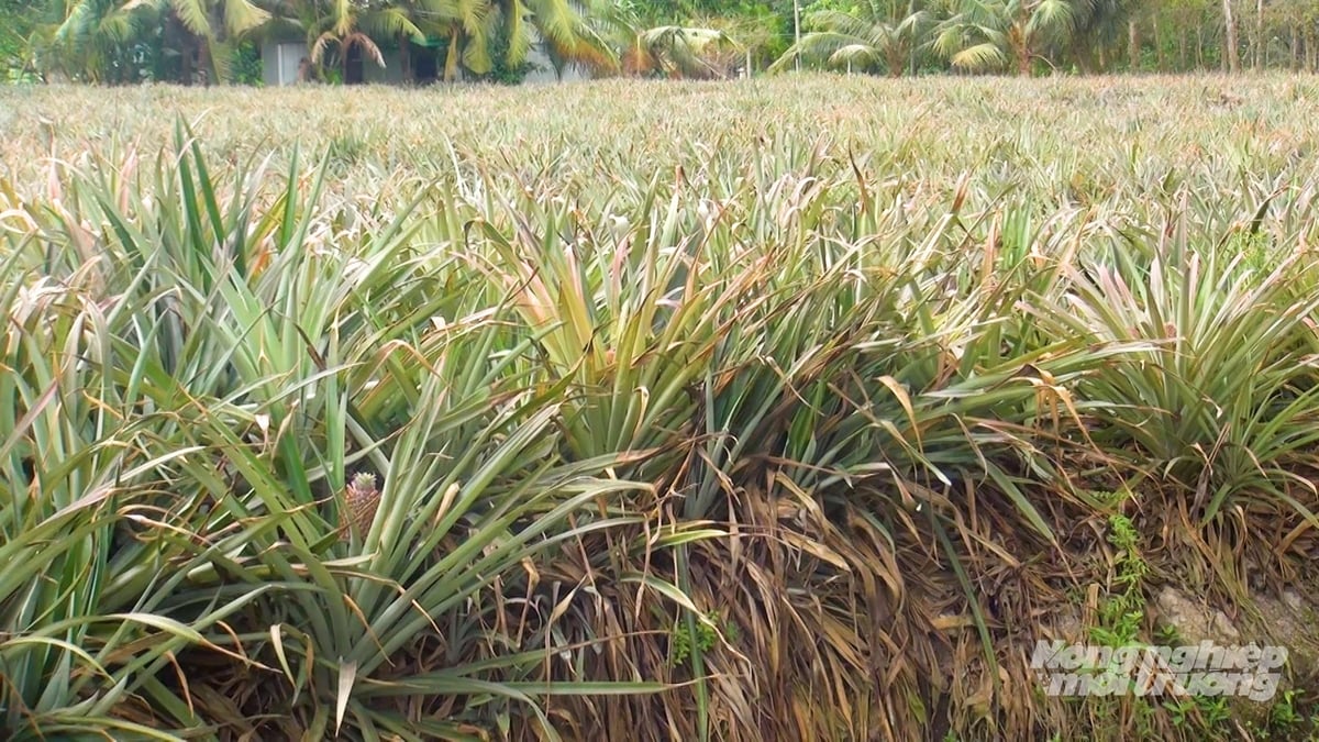 Pineapple fields have been affected by pests and diseases, with poor plant growth caused by adverse weather conditions and soil degradation. Photo: Van Vu.