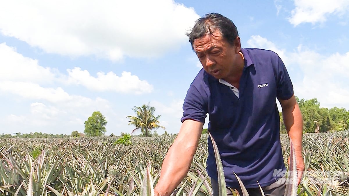Mr. Vu Sui, Chairman of the Board of Directors of Thanh Thang Agricultural Cooperative in Hoa Luu Commune, said that climate change and declining soil fertility are affecting the growth and development of pineapple plants. Photo: Van Vu.