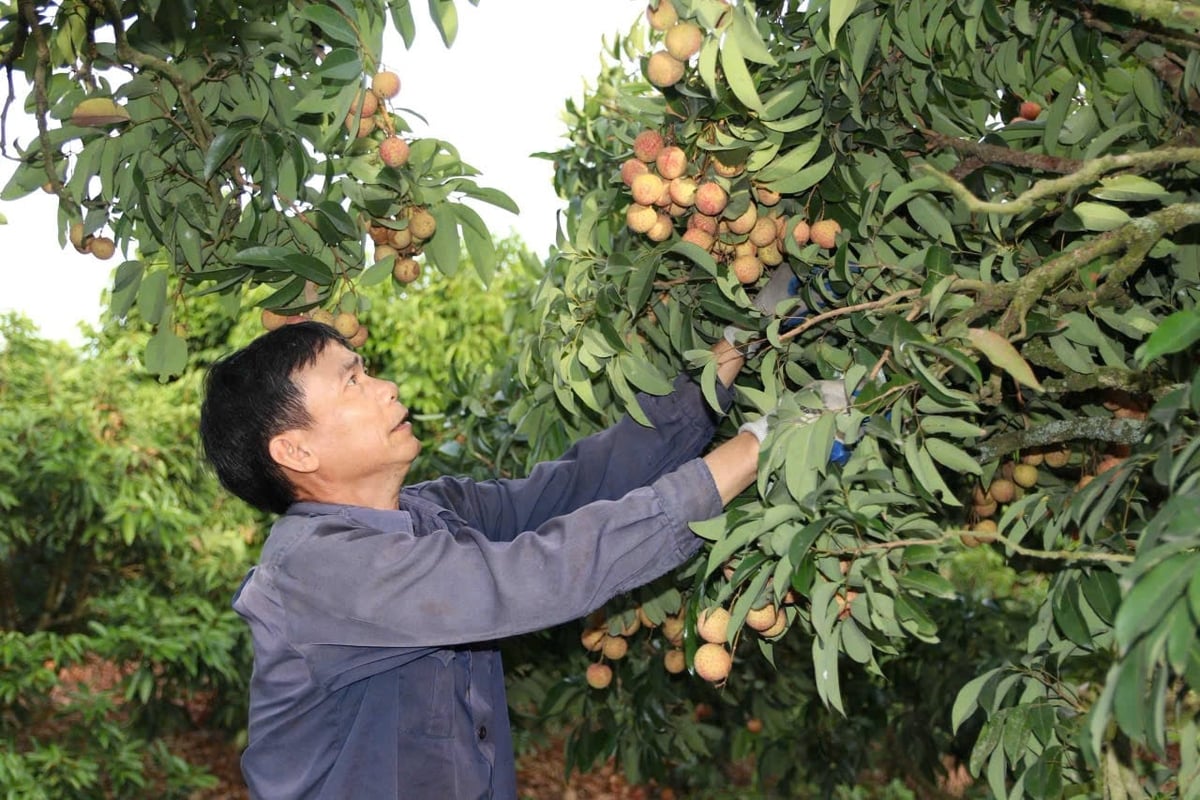Although the 2026 lychee season in Hai Phong saw a below-average harvest, prices remained relatively high and stable thanks to thorough advance preparation. Photo: Dinh Muoi. 
