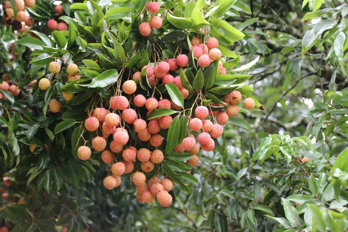 The Thanh Ha ancestor lychee tree bears fruit reliably every year and consistently commands premium prices — reaching 2 million dong ($77.82) per kilogram in 2026.Photo: Dinh Muoi.