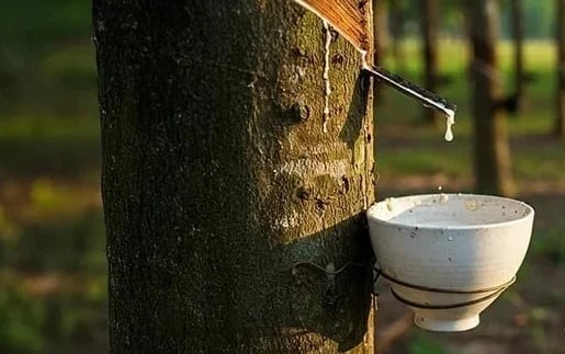 Latest domestic and global rubber prices on July 29, 2026 Latest domestic and global rubber prices on July 29, 2026