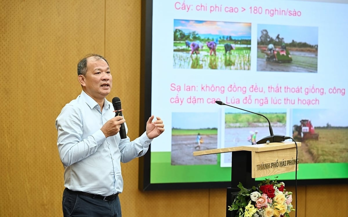 Assoc. Prof. Dr. Nguyen Van Hung, senior expert at IRRI. Photo: Bao Thang.