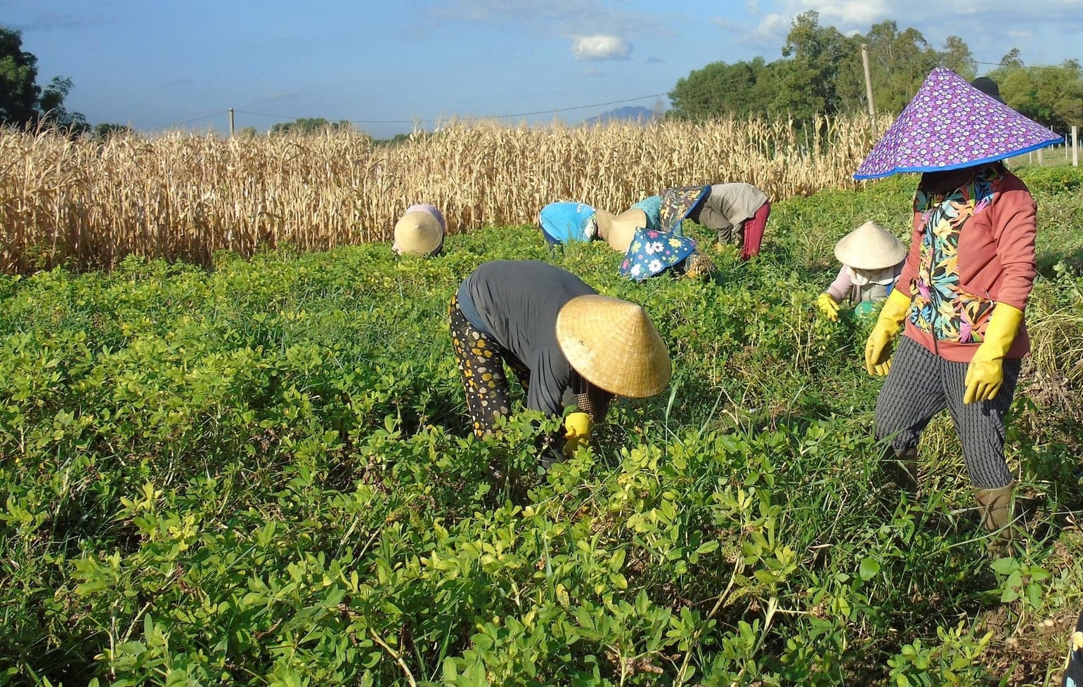 Peanuts are one of Gia Lai's major annual crops, transforming the livelihoods of many farming households. Photo: V.D.T.
