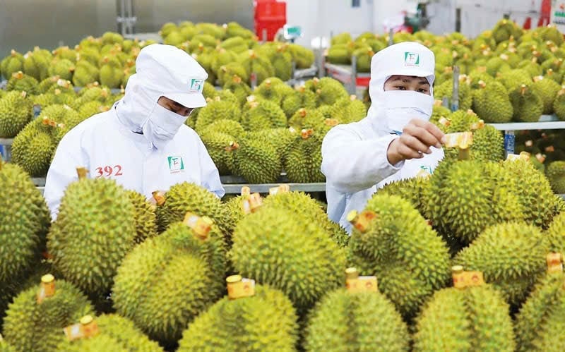 India officially opens its market to fresh Vietnamese durian. Photo: Minh Hoang. India officially opens its market to fresh Vietnamese durian. Photo: Minh Hoang.