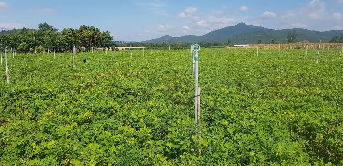 Nearly 100% of Gia Lai's peanut fields are now irrigated using sprinkler systems to conserve water. Photo: V.D.T.