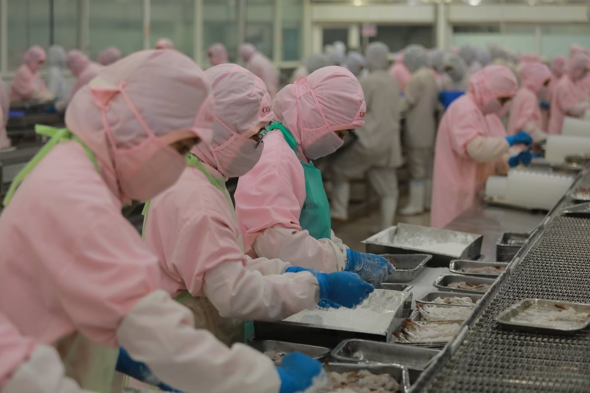 Requirements regarding quality, traceability, and delivery timelines are becoming strictly rigorous for seafood exports. Photo: Ha Linh.