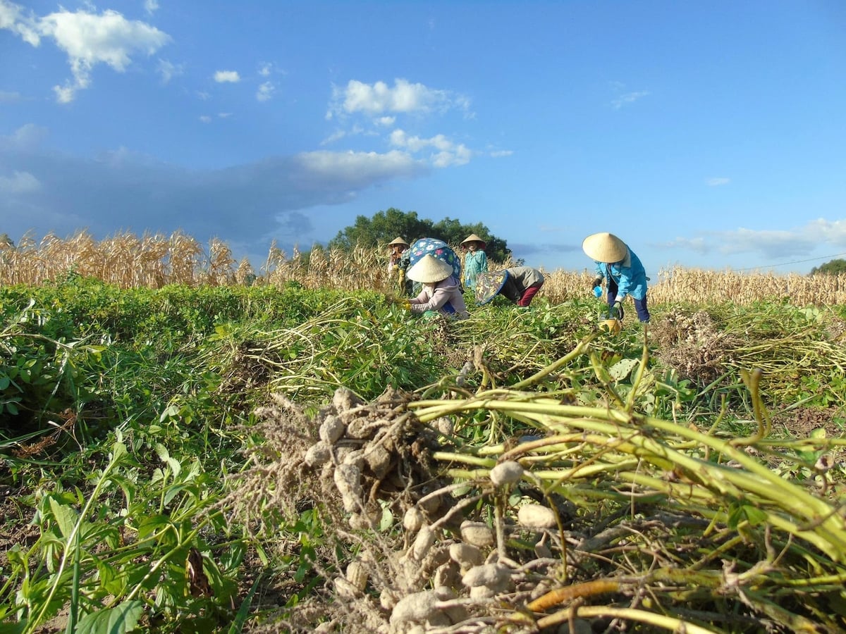 Summer-autumn peanut cultivation can procure yields no less than the main season. Photo: V.D.T.