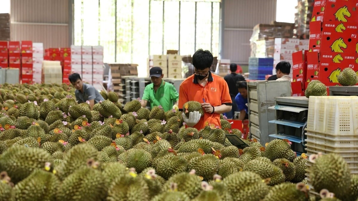 Dong Thap is the Mekong Delta's largest fruit-producing province, with a wide range of high-value export commodities. Photo: Minh Dam.