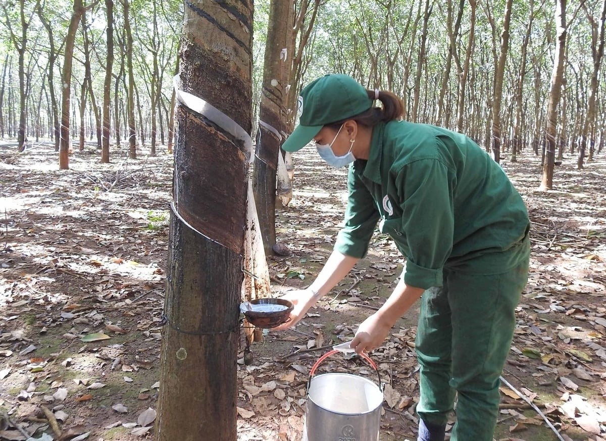 Rubber tapping at VRG’s member company. Photo: Son Trang. Rubber tapping at VRG’s member company. Photo: Son Trang.