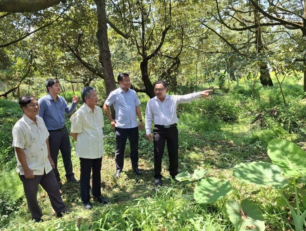 Mr. Ngo Chi Cuong, Secretary of the Dong Thap Provincial Party Committee (center), visits a specialized durian farming model in the province. Photo: Minh Dam.