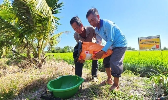 Rice yields tend to saturate when nitrogen application reaches around 70–100 kg/ha. Photo: Kim Anh.