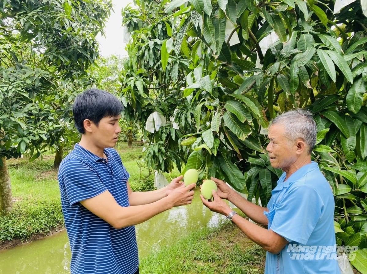 A mango orchard in Dong Thap operating under a registered planting area code. Effective management of planting area codes enhances product traceability and helps meet export requirements. Photo: Le Hoang Vu. A mango orchard in Dong Thap operating under a registered planting area code. Effective management of planting area codes enhances product traceability and helps meet export requirements. Photo: Le Hoang Vu.