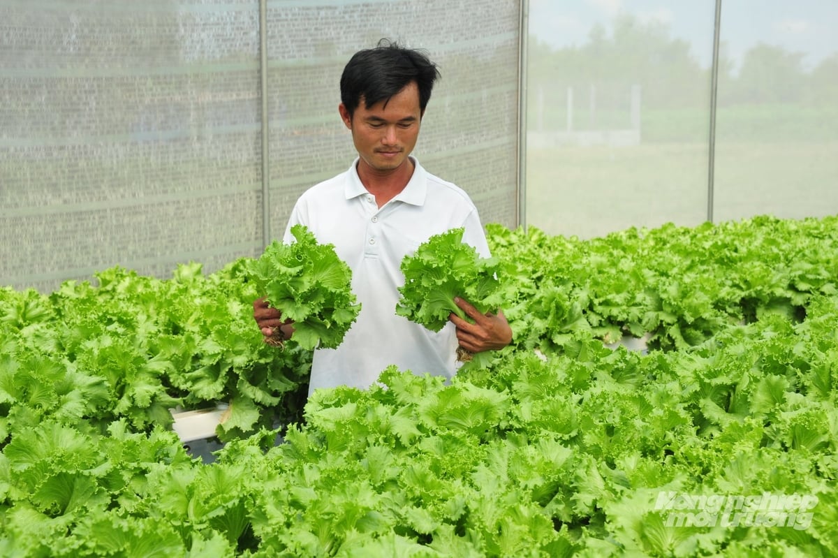 Farmers in Dong Thap harvest VietGAP-certified vegetables. The province is accelerating the development of certified production areas to enhance the quality and competitiveness of its agricultural products. Photo: Le Hoang Vu. Farmers in Dong Thap harvest VietGAP-certified vegetables. The province is accelerating the development of certified production areas to enhance the quality and competitiveness of its agricultural products. Photo: Le Hoang Vu.