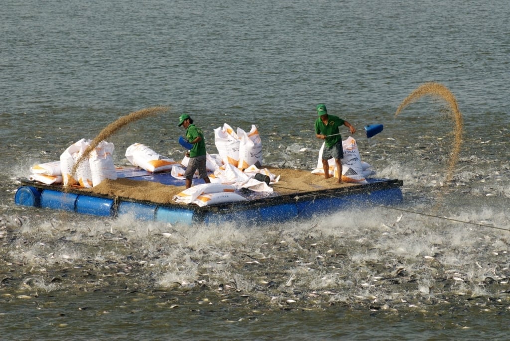 Vietnam has built a complete pangasius value chain, from selective breeding and hatcheries to farming, processing and export. Photo: Hoang Vu.