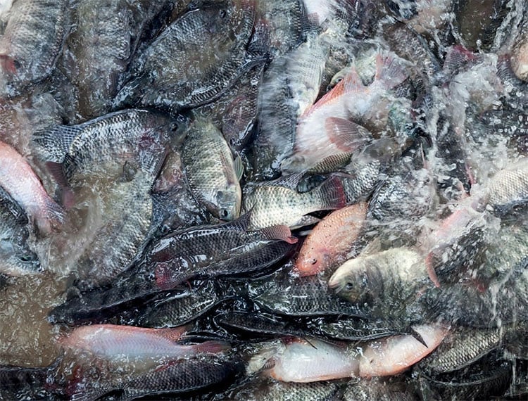 Can Tho currently supplies more than 30 million tilapia fingerlings annually, meeting only 60% of local demand.