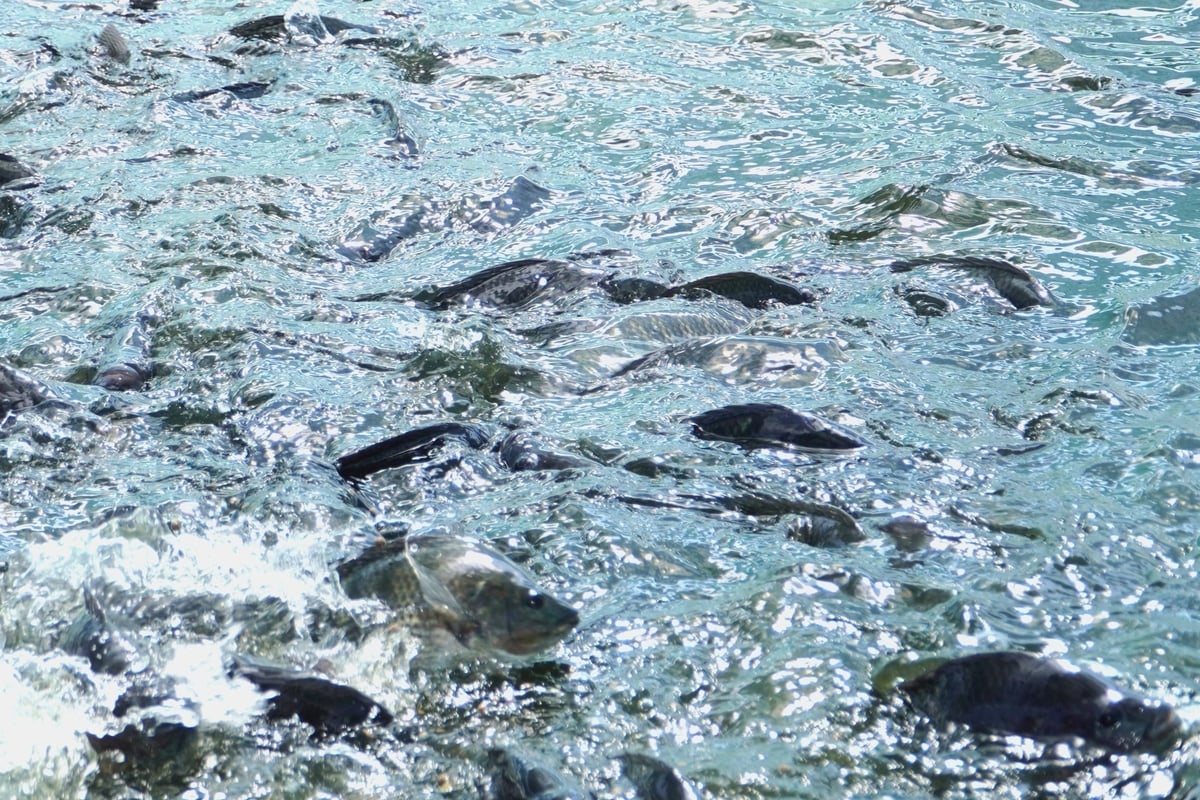 Since 2021, Can Tho has successfully developed a safe food supply chain for tilapia. Photo: Kim Anh.