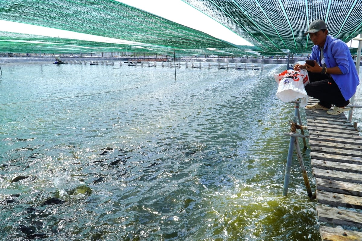Inside the tilapia farming operation of Viet Nam Clean Seafood Corporation. Photo: Kim Anh.