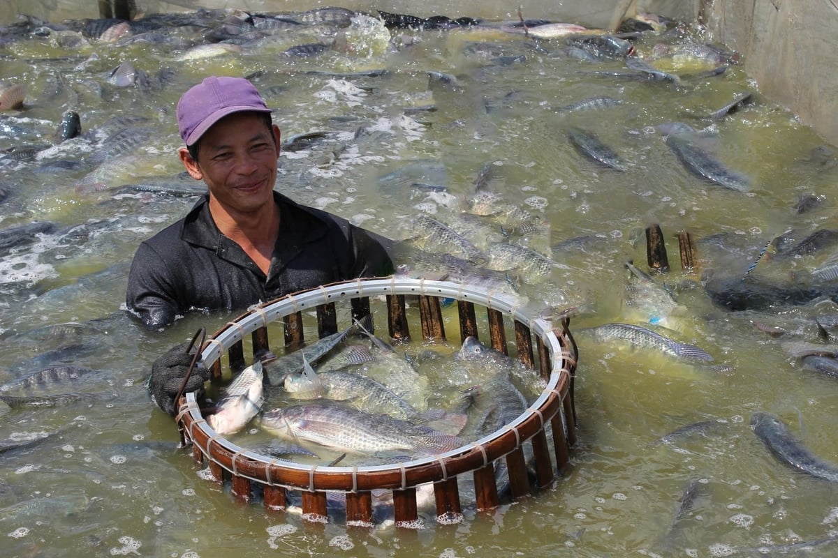 Vietnam believe tilapia has the potential to become another internationally recognized Vietnamese aquaculture product, following the successful path of pangasius and shrimp. Photo: Hong Tham.