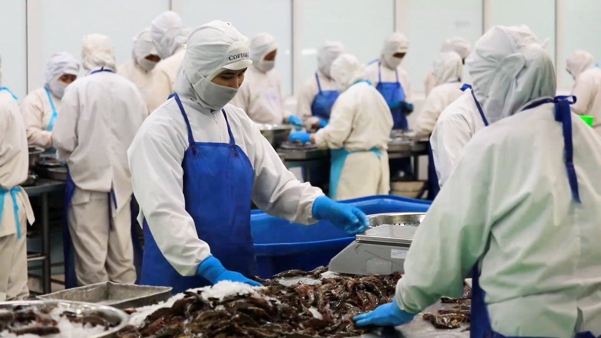Shrimp and pangasius remain the two largest contributors to seafood export turnover in the first half of 2026. Photo: Ha Linh.