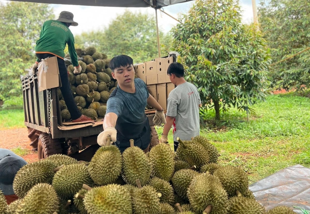 Price fluctuations and increasingly stringent quality control requirements are making purchasing activities more cautious. Photo: Tran Hung.