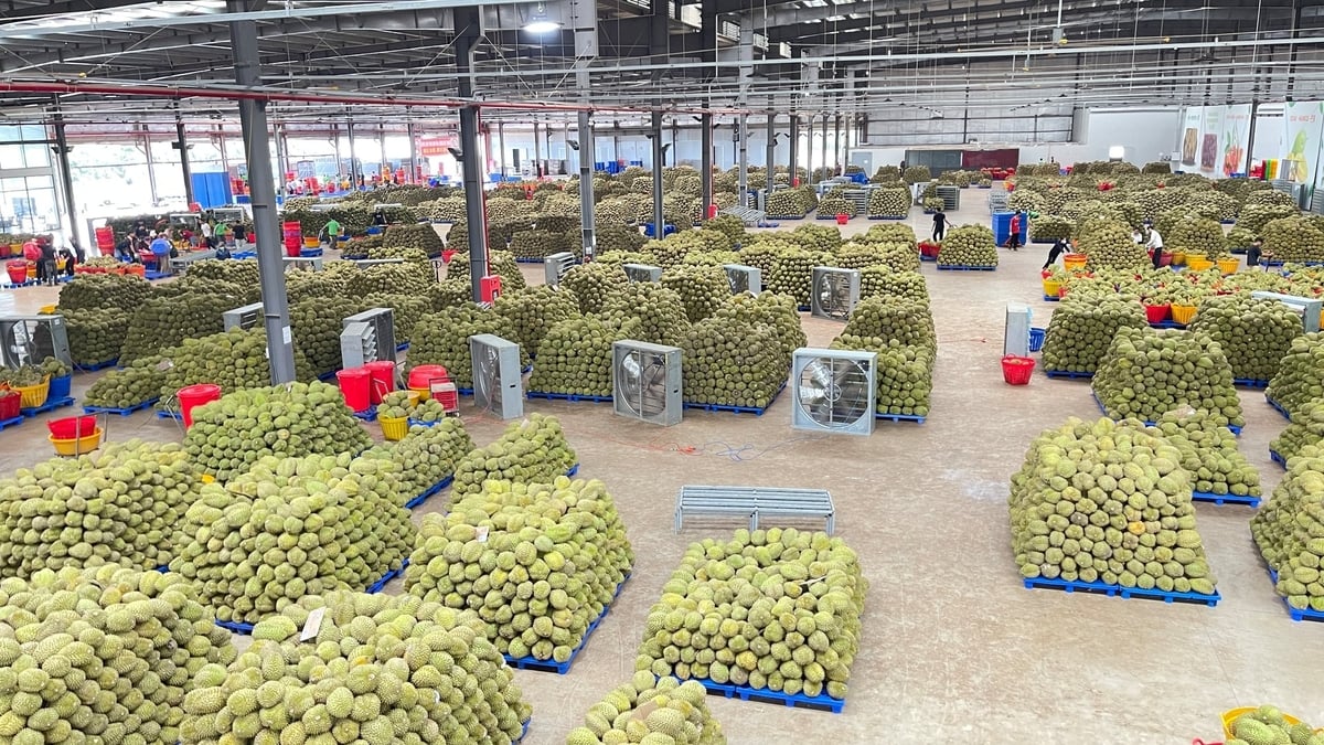 Durians are sorted at the packing facility before export. Quality control from the very beginning of the supply chain has become an essential requirement for maintaining market access. Photo: Viet Huong.