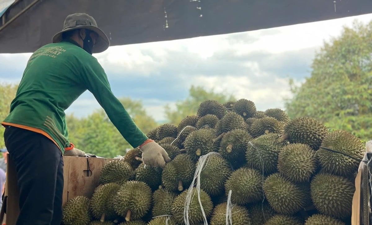 Many exporters have shifted from prioritizing purchase volumes to carefully selecting raw materials in order to improve export quality. Photo: Tran Hung.