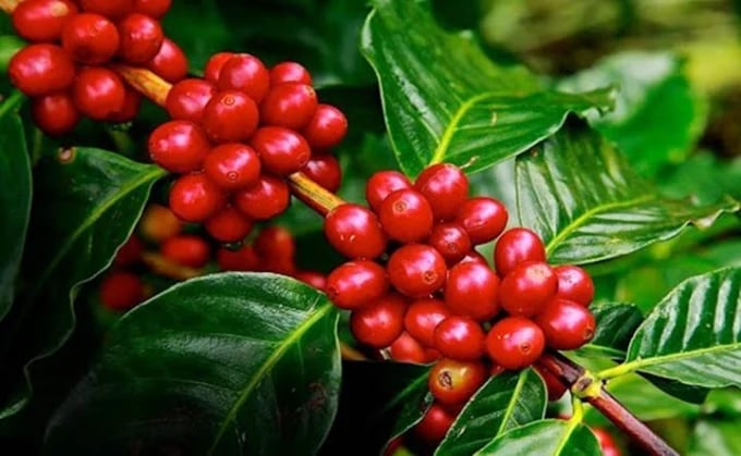 Coffee prices on July 10, 2026: Latest domestic and global updates