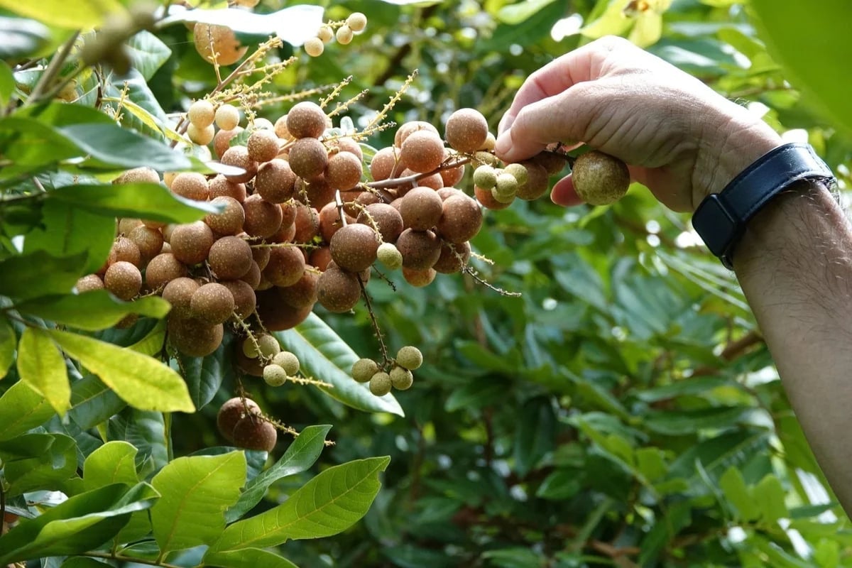 Long Phung Chau longan is being cultivated on My Phuoc Islet, Nhon My Commune (Can Tho City). Photo: Kim Anh. Long Phung Chau longan is being cultivated on My Phuoc Islet, Nhon My Commune (Can Tho City). Photo: Kim Anh.