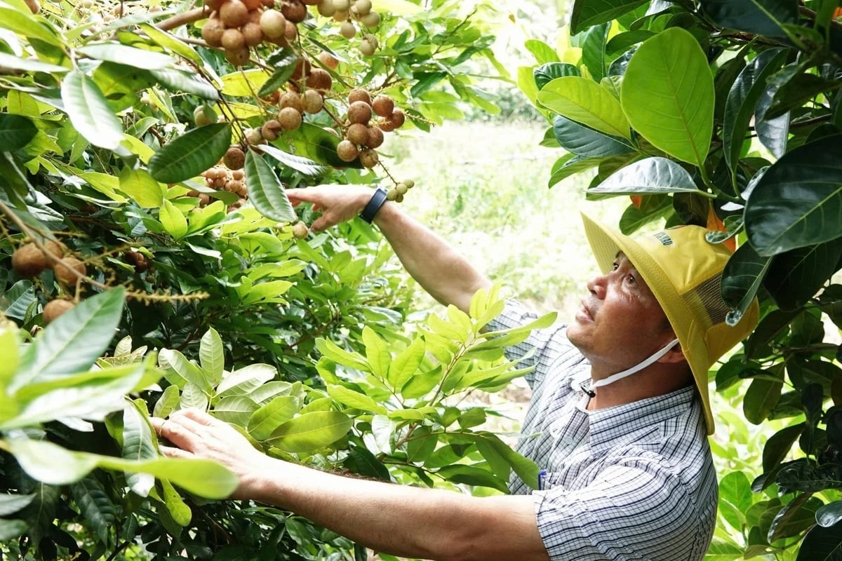 Proper orchard sanitation, pruning of diseased branches, and regular pest monitoring are essential for cultivating Long Phung Chau longan. Photo: Kim Anh. Proper orchard sanitation, pruning of diseased branches, and regular pest monitoring are essential for cultivating Long Phung Chau longan. Photo: Kim Anh.