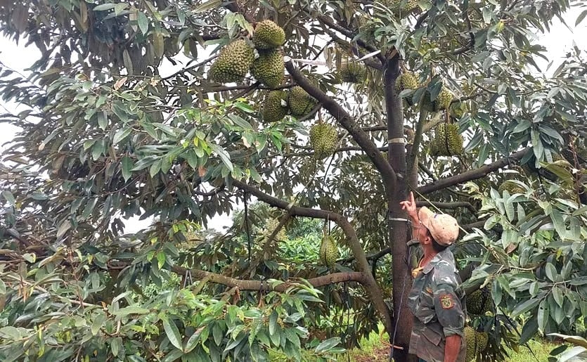 A durian orchard in Gia Lai has been granted a planting area code. Photo: DL.
