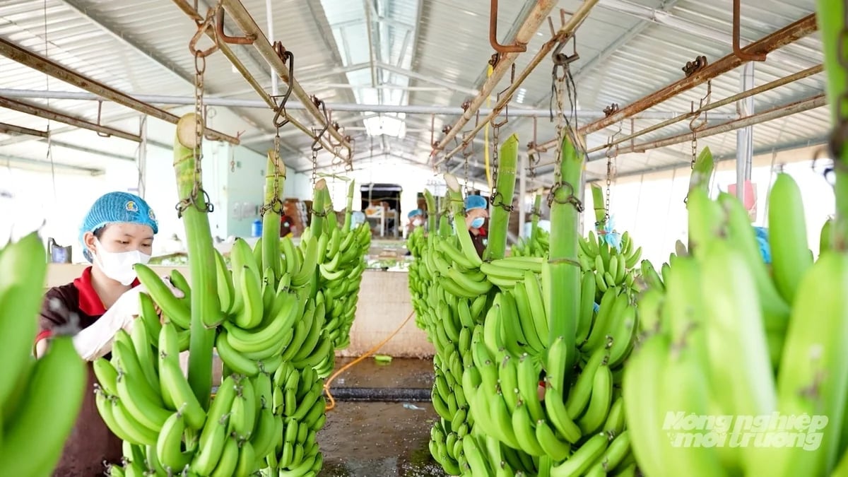 Dong Nai is actively standardizing specialized fruit planting areas towards large-scale production to meet export standards. Photo: Minh Sang.