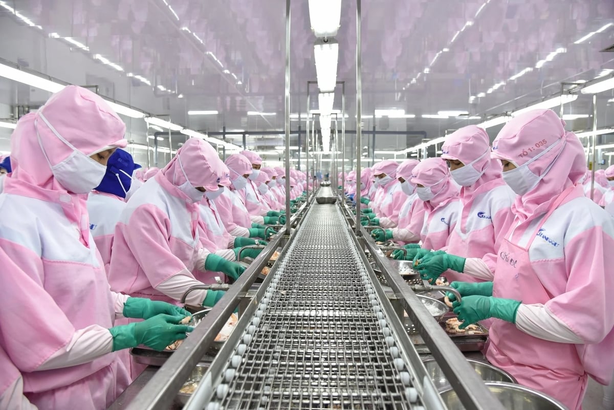 Today, Vietnamese seafood enterprises operate under globally accepted standards such as HACCP, ISO, BRCGS, ASC, GlobalG.A.P., BAP, MSC and many other customer-specific certification programs. Photo: Hồng Tham.