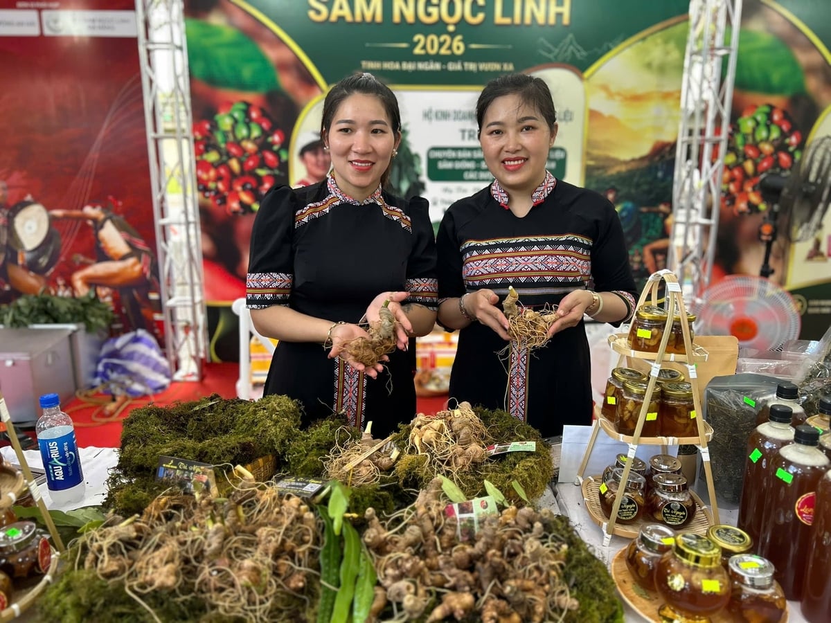 Ngoc Linh ginseng transported from pristine mountain peaks straight to city streets, widening market accessibility. Photo: Lan Anh. Ngoc Linh ginseng transported from pristine mountain peaks straight to city streets, widening market accessibility. Photo: Lan Anh.