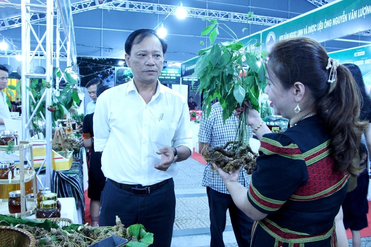 Visitors exploring diverse Ngoc Linh ginseng items showcased at the program. Photo: Lan Anh. Visitors exploring diverse Ngoc Linh ginseng items showcased at the program. Photo: Lan Anh.