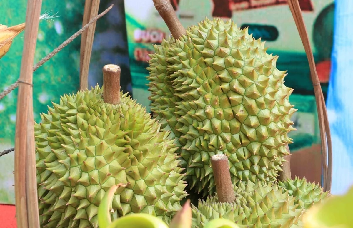 High-quality fresh durian - the 'Star' of Viet Nam's agricultural exports to the Chinese market. Photo: Thanh Son.